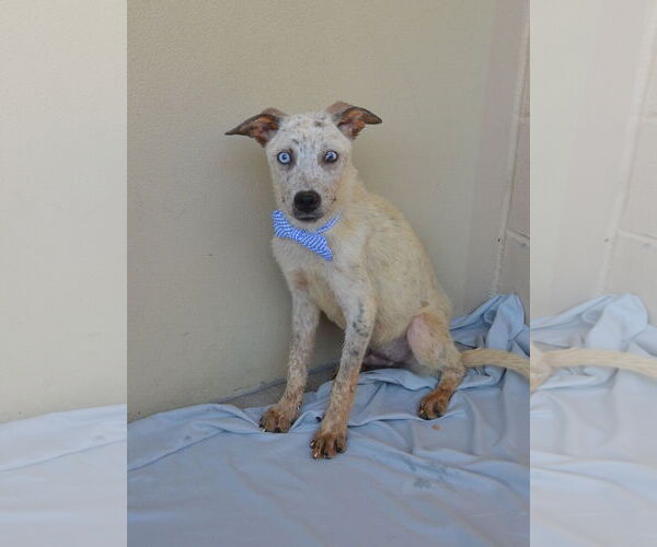 Medium Photo #4 Mutt Puppy For Sale in McKinney, TX, USA