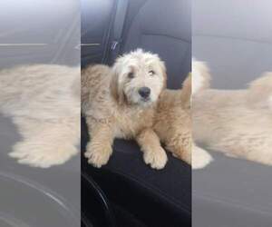 Goldendoodle Puppy for sale in WADENA, MN, USA