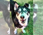 Small Photo #2 Siberian Husky Puppy For Sale in Sacramento, CA, USA