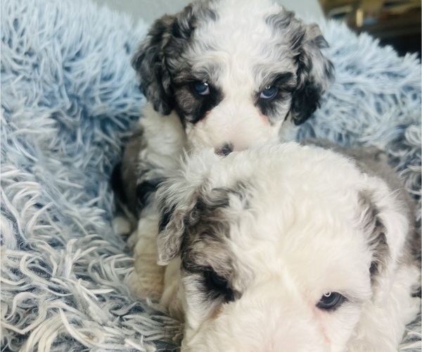 Medium Photo #65 Sheepadoodle Puppy For Sale in HUNTINGTON BEACH, CA, USA