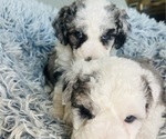 Small Photo #19 Sheepadoodle Puppy For Sale in HUNTINGTON BEACH, CA, USA