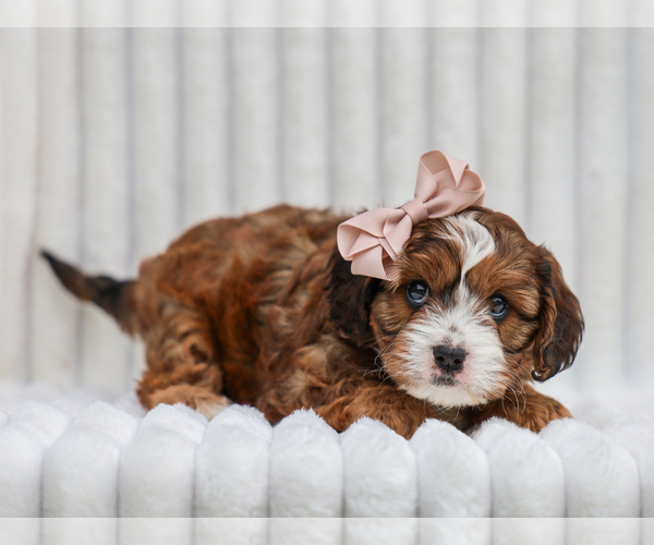 Medium Photo #4 Cavapoo (Miniature) Puppy For Sale in LIBERTY, KY, USA