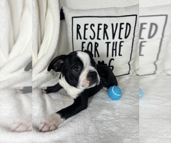 Medium Photo #2 Boston Terrier Puppy For Sale in GREENFIELD, IN, USA
