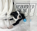 Small #1 Boston Terrier
