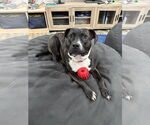 Small American Staffordshire Terrier Mix