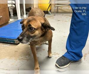 German Shepherd Dog-Unknown Mix Dogs for adoption in Ocala, FL, USA