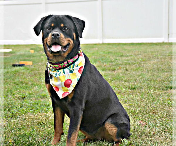 Medium Photo #2 Rottweiler Puppy For Sale in Spring Lake, NJ, USA