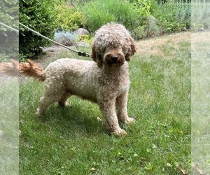 Mother of the Goldendoodle (Miniature) puppies born on 05/05/2026