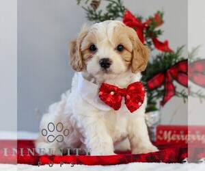 Bichon Frise-Cavachon Mix Puppy for sale in GORDONVILLE, PA, USA