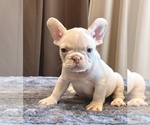 Small #7 French Bulldog