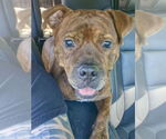 Small #5 American Staffordshire Terrier-Boxer Mix