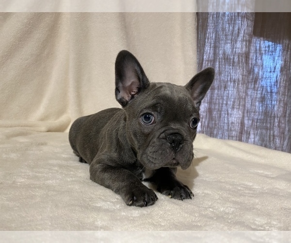 Medium Photo #5 French Bulldog Puppy For Sale in BOAZ, AL, USA