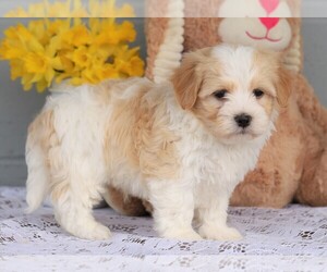 Havanese Puppy for sale in FREDERICKSBG, OH, USA