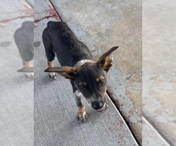 Medium Photo #1 Mutt Puppy For Sale in San Antonio, TX, USA