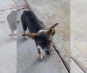 Mutt Dogs for adoption in San Antonio, TX, USA
