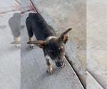Small Mutt