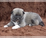 Puppy 6 Wolf Hybrid