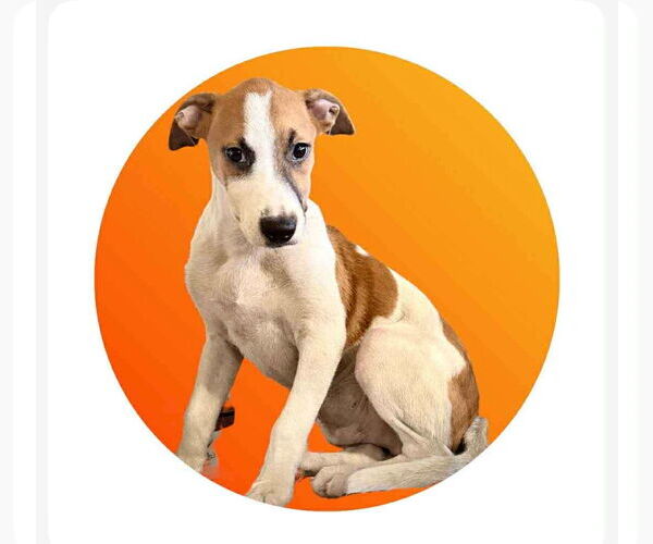 Medium Photo #1 Labrador Retriever-Unknown Mix Puppy For Sale in Virginia Beach, VA, USA