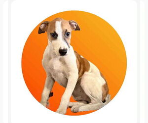 Labrador Retriever-Unknown Mix Dogs for adoption in Virginia Beach, VA, USA