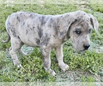 Puppy Patches Daniff
