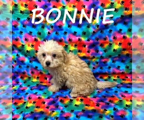 Medium Photo #3 YorkiePoo Puppy For Sale in HARTLAND, MN, USA
