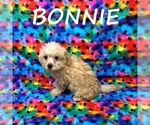 Small #2 YorkiePoo