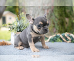 Small Photo #29 French Bulldog Puppy For Sale in BALTIC, OH, USA