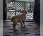 Small #3 Golden Retriever
