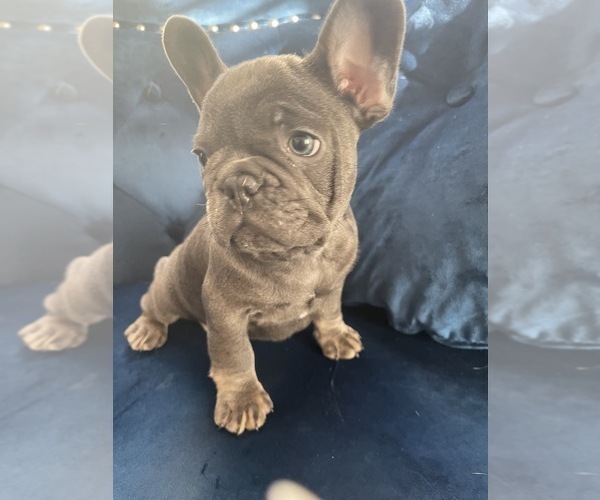 Medium Photo #29 French Bulldog Puppy For Sale in POINT REYES STATION, CA, USA