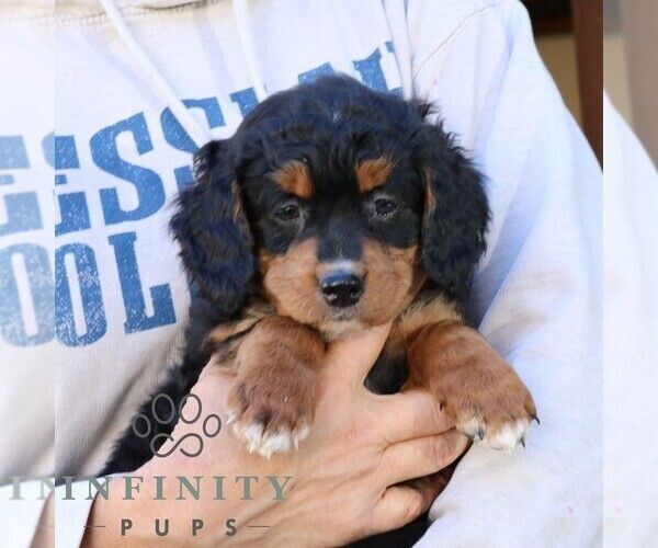 Medium Photo #3 Bernedoodle (Miniature) Puppy For Sale in NARVON, PA, USA