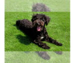 Small #4 Poodle (Miniature)-Wheaten Terrier Mix