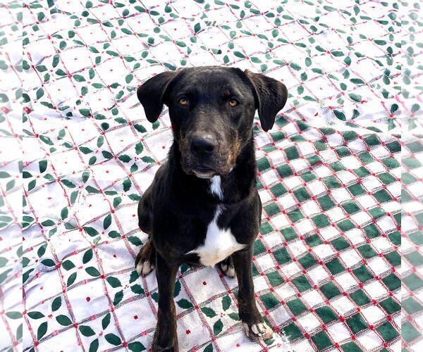 Medium Photo #5 Labrador Retriever-Unknown Mix Puppy For Sale in Unionville, PA, USA