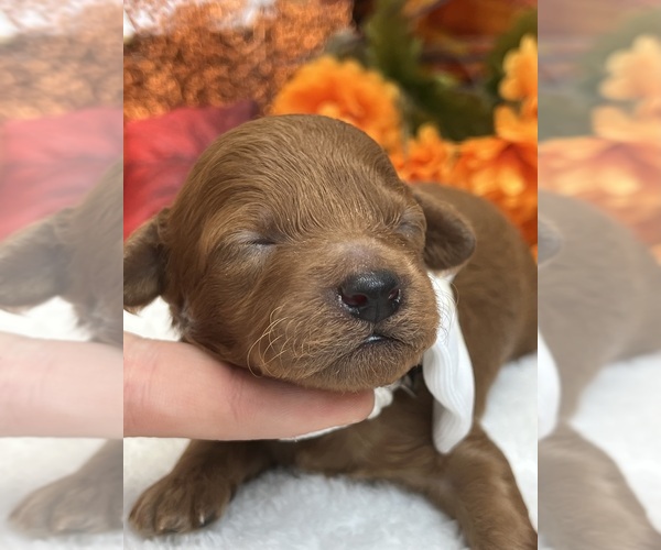 Medium Photo #5 Poodle (Miniature) Puppy For Sale in BULLARD, TX, USA