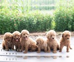 Small #1 Havapoo