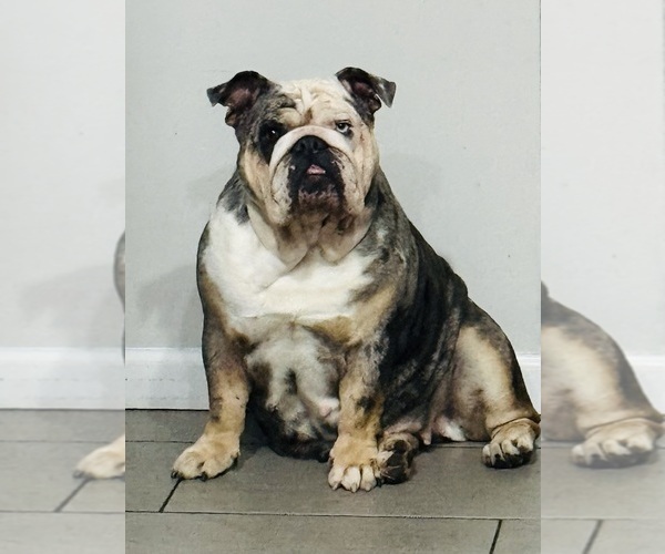 Medium Photo #1 English Bulldog Puppy For Sale in NAPLES, FL, USA