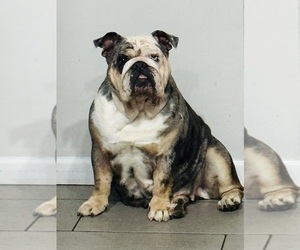 Father of the English Bulldog puppies born on 06/05/2023