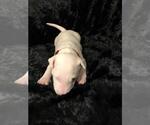 Small #1 Bull Terrier