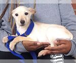 Small #1 Chihuahua Mix