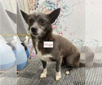 Small #3 Chihuahua Mix