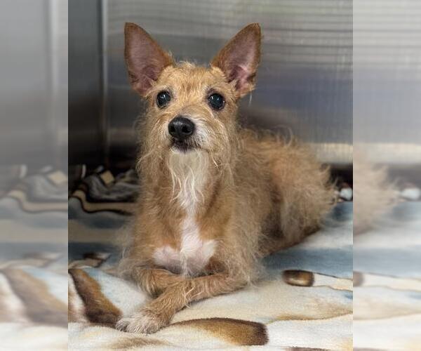 Medium Photo #1 Chihuahua Puppy For Sale in Fort Lauderdale, FL, USA