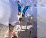 Small #4 Jack Russell Terrier Mix