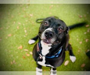 Medium American Pit Bull Terrier Mix