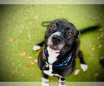 Small American Pit Bull Terrier Mix
