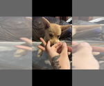 Puppy Wildthing Pomsky
