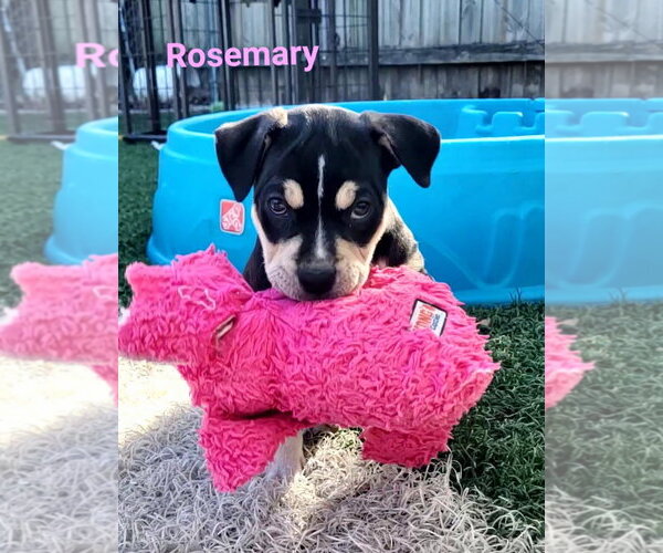 Medium Photo #2 Mutt Puppy For Sale in Des Moines, IA, USA