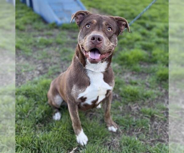 Medium Photo #1 Mutt Puppy For Sale in Modesto, CA, USA