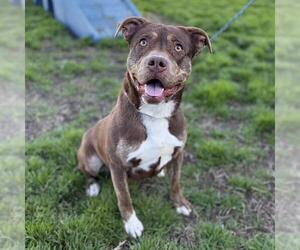 Mutt Dogs for adoption in Modesto, CA, USA