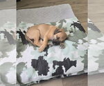 Small #1 American Pit Bull Terrier Mix