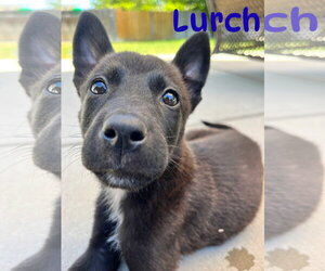 Mutt Dogs for adoption in Sandy, UT, USA