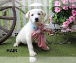 Image preview for Ad Listing. Nickname: Rain